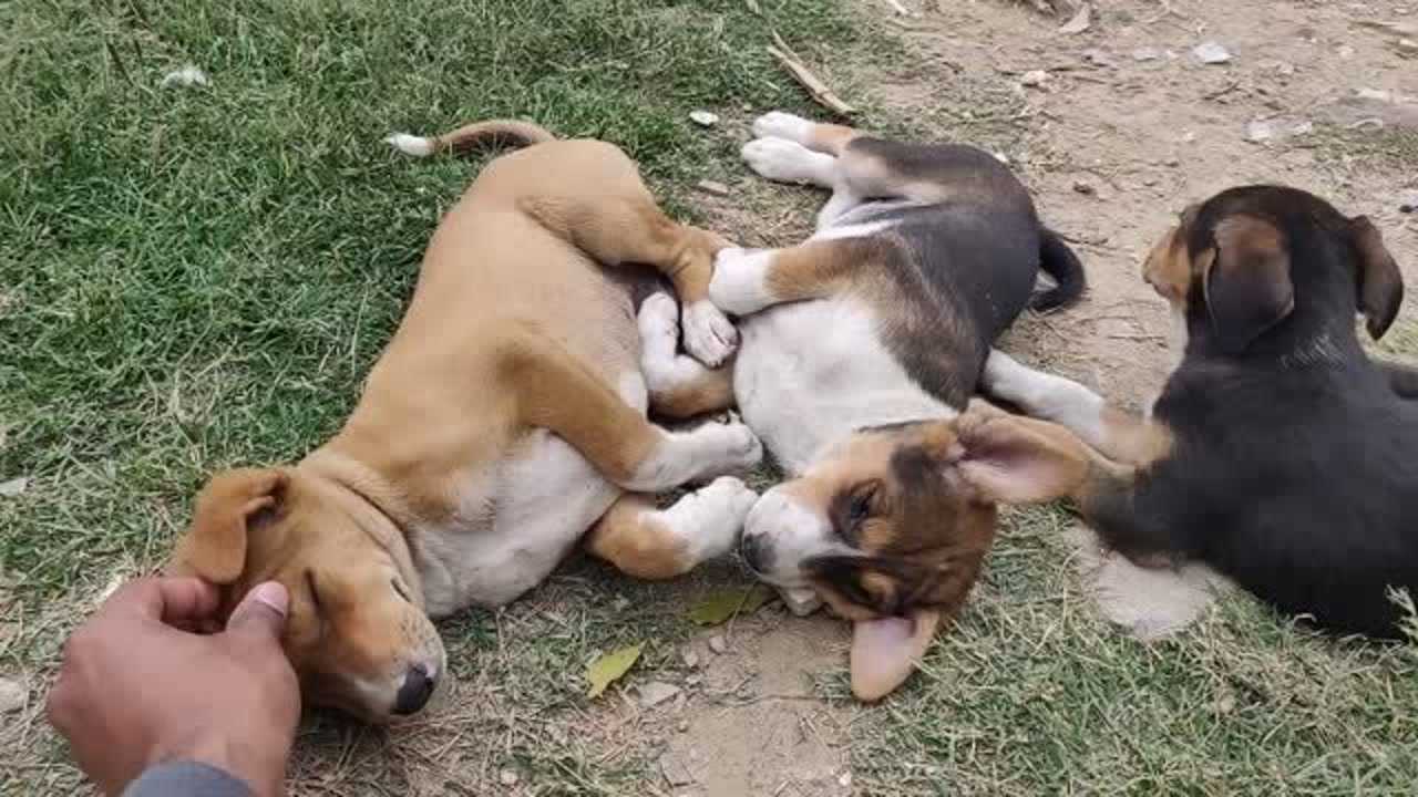 可爱的3只流浪狗,相互依偎在一起!有一只在闻同伴屁屁