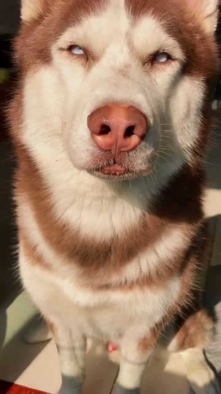 这狗长着一只猪鼻子