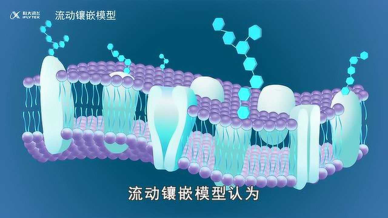 08【知识解析】细胞膜的结构_高清