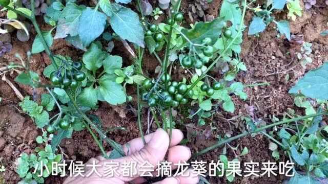 一分钟带你了解“龙葵“,小时候都吃过的野果,它居然有毒素