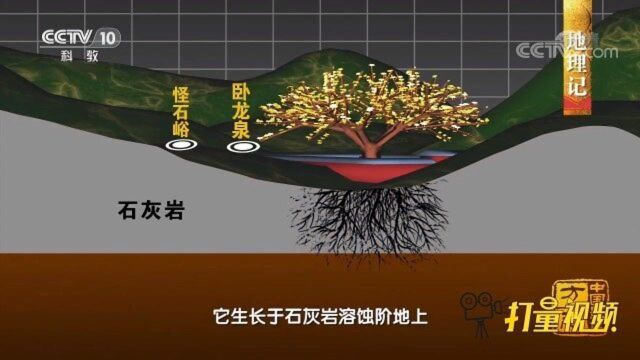 “巨龙吐水”而成?卧龙泉永不干涸究竟是何原因