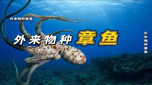 科学家说它是外来物种，神奇的章鱼，拥有各种神奇的能力，还有预言！