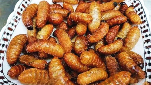 铁板竹象虫,一口一个,满满的蛋白质,吃起来真过瘾