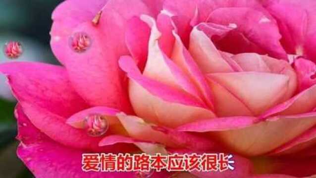 一首网络情歌《爱情物语》