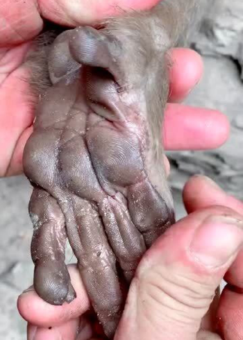 猴子的手原来长这样,而且还有指纹,我现在终于相信进化论了!_腾讯视频
