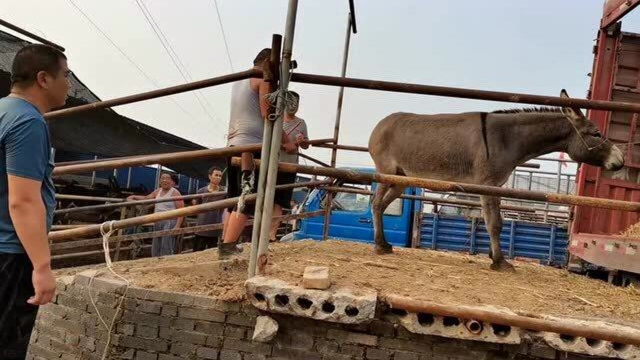 原來這就是傳說中的倔驢,毛驢:看我飛毛腿