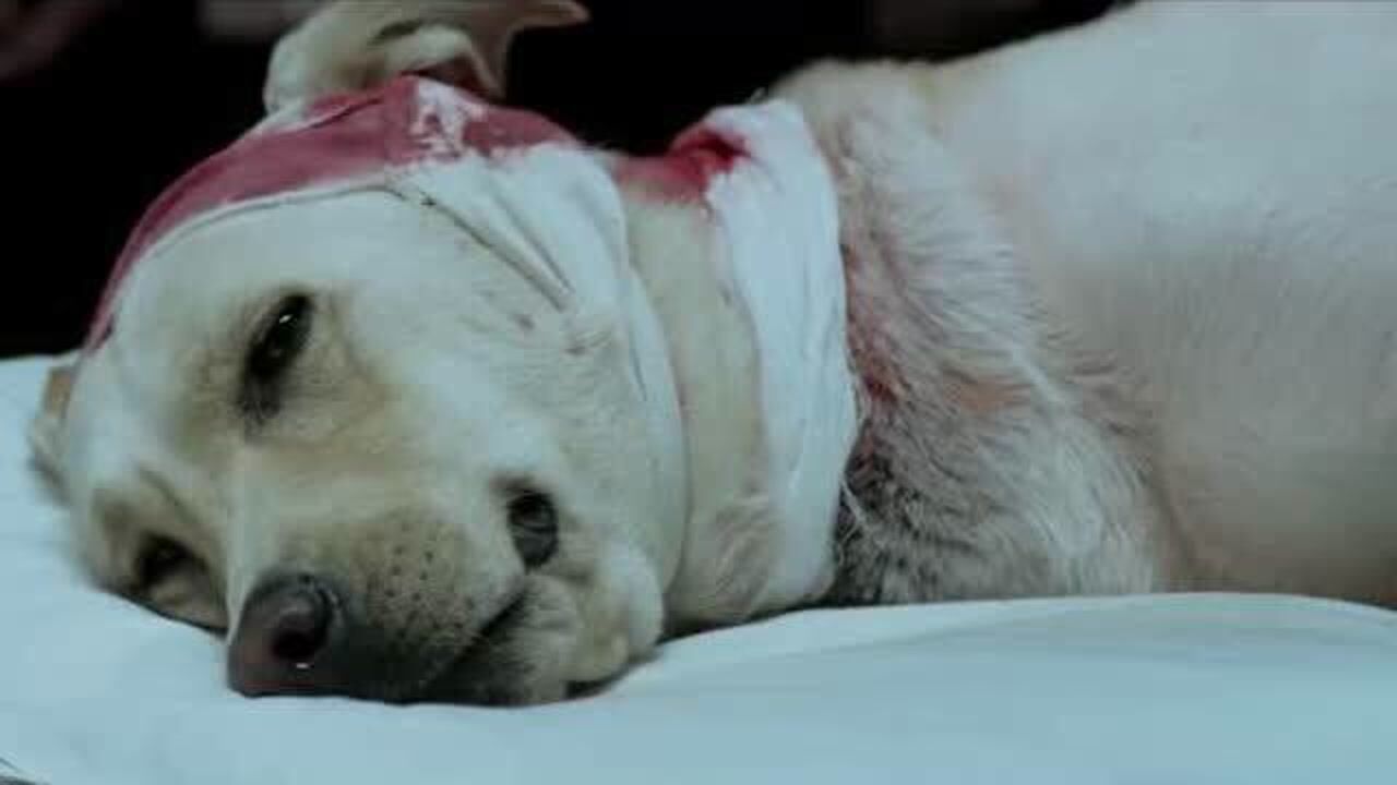 神犬奇兵小米为救主人光荣牺牲了它奄奄一息的时候心里还想着主人