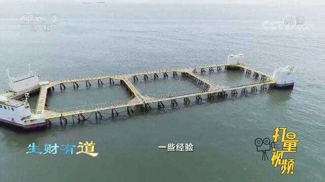 实拍珠海万山深海渔场,不愧是全国最大智能化网箱