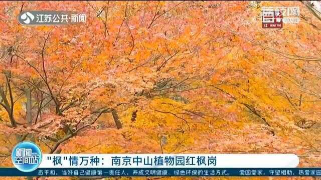 枫红似火!南京中山植物园红枫岗迎来最佳观赏期 游人打卡无数!