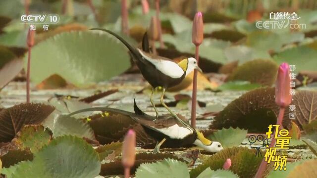 在水面上行走、繁殖并养育后代!水雉真是太有意思