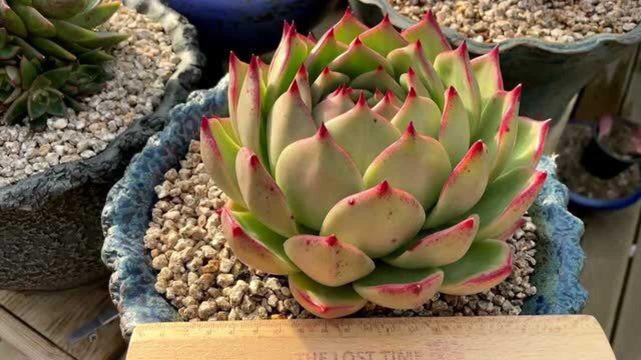 韩国进口精品多肉超美极品皮蛋品相周整状态极致