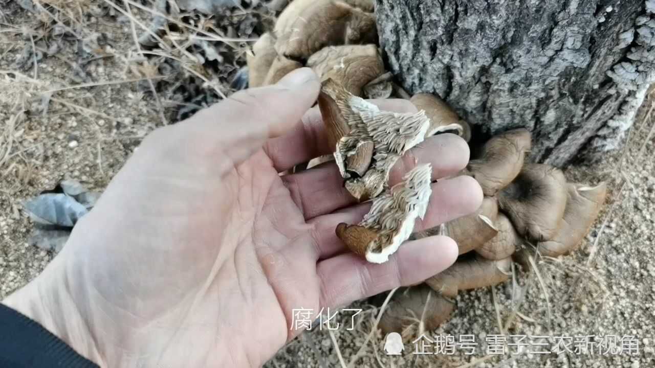 大冬天核桃树上还有这么多蘑菇咋回事能吃吗