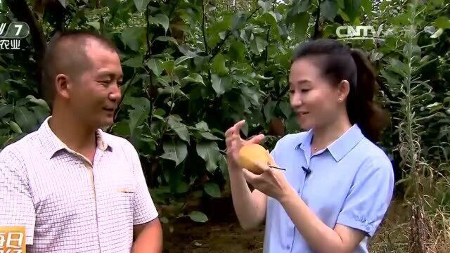 农户种植冠梨有高招!在冠梨旁种上青梨,长出来的冠梨又大又甜!