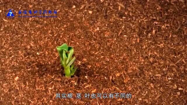 科普微讲堂 | 马铃薯是根还是茎?植物根茎叶的作用是?