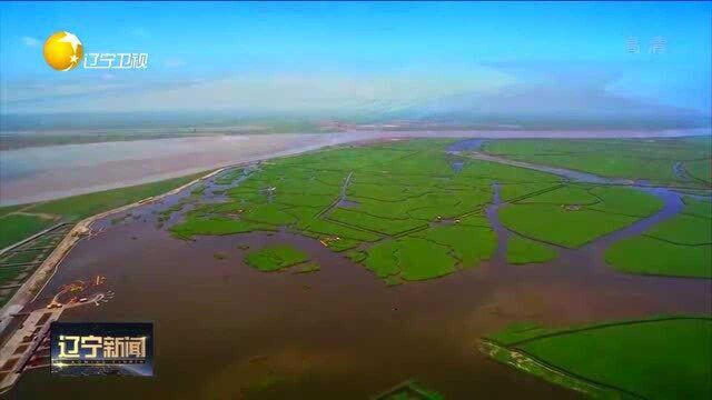 盘锦:修复湿地生态,守护净美海湾