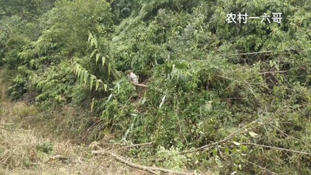 小伙到大山里砍材,好玩又刺激