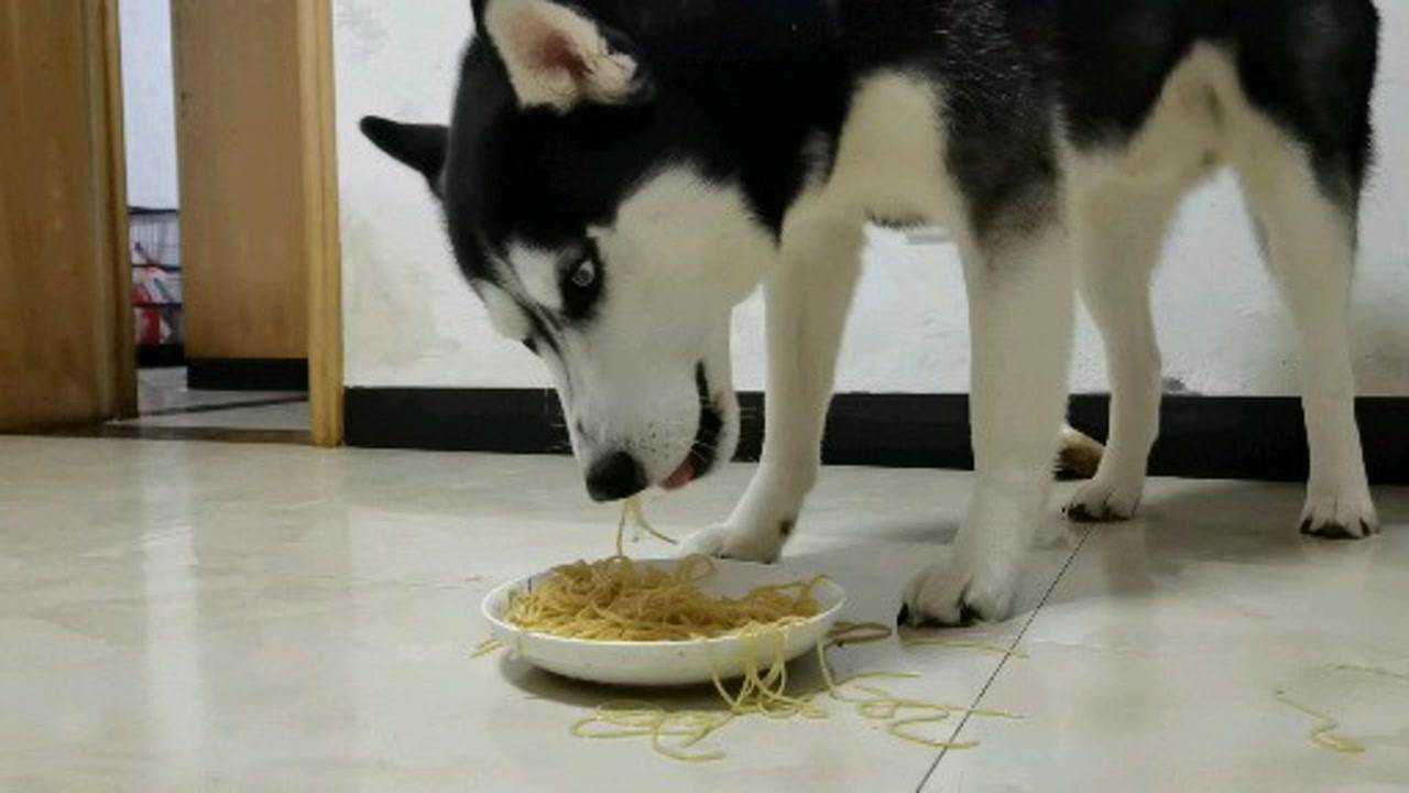 哈士奇吃饭吧唧嘴,让人嫌弃!_腾讯视频