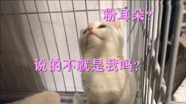 你见过粉色耳朵的猫咪吗?