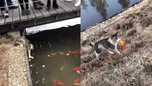 小猫池塘边徒爪抓鱼，轻松捞起美食潇洒离开，桥上众人看呆