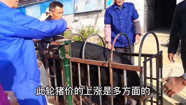 猪市牛气冲天,猪价齐头并进嗷嗷喊涨,屠企抢猪稍息又出新套路?!