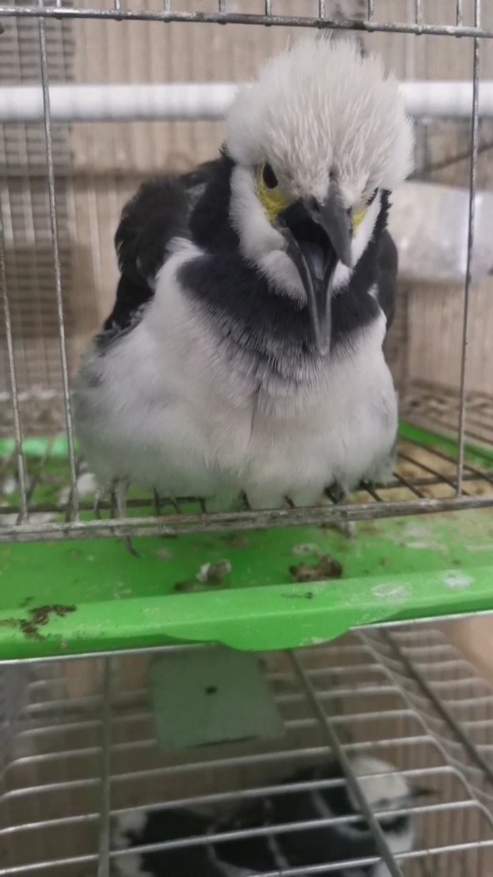 花八哥会粤语还会口口声声说少壮不努力老大徒伤悲