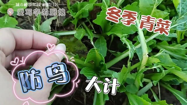 冬季菜园颗粒无收,祸患不是严寒不是虫害!防贼防虫都不如防它!