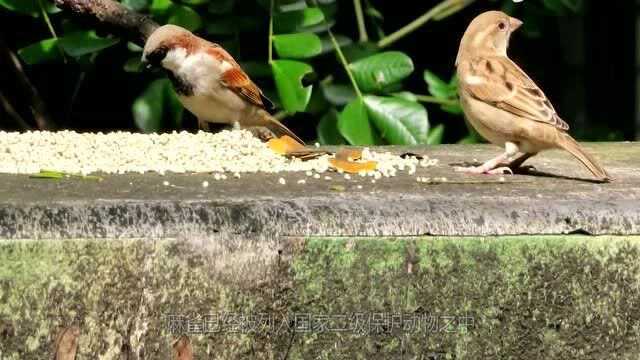 农村常见的麻雀为何越来越少?农药并非主因,环境才是真正的原因!