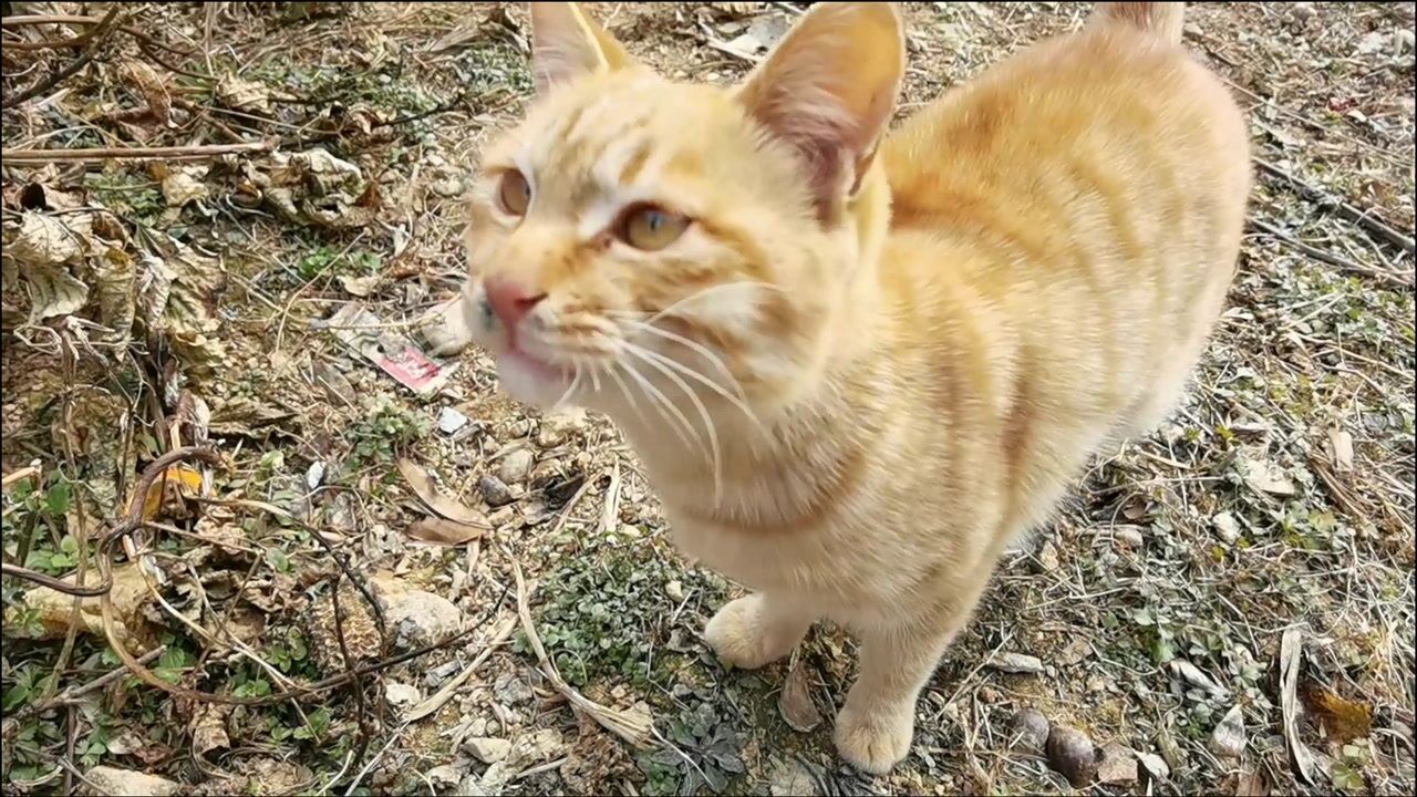 农村小黄猫闹着要吃小鱼干叫声奶凶奶凶的