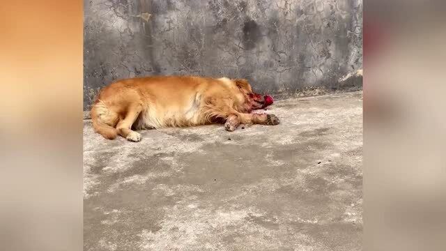 狗狗偷吃火龙果后“死状”惨烈吓坏主人,网友:愿天堂没有火龙果