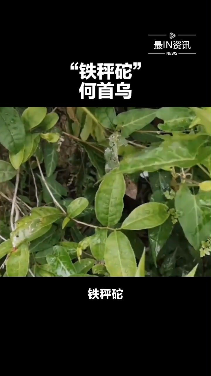铁秤砣  何首乌#最in资讯