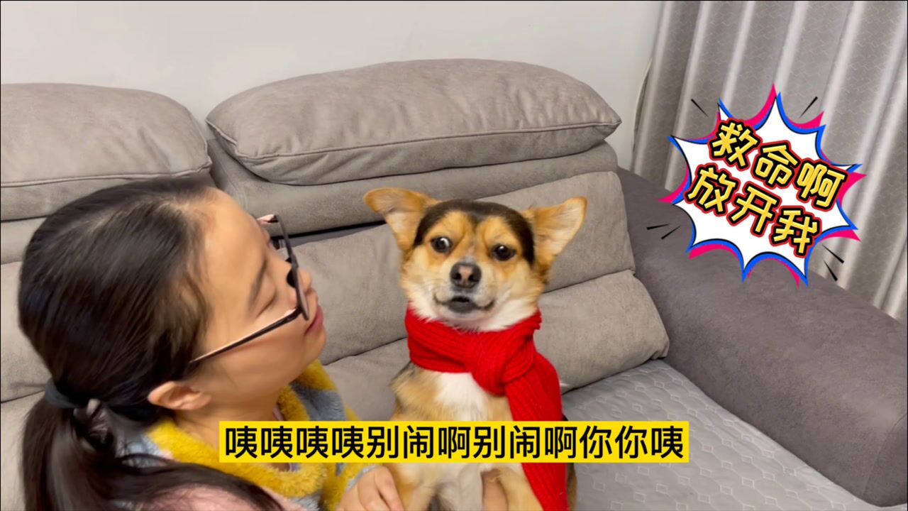 主人亲吻狗狗被咬,一巴掌扇过去狗狗怂了,这表情看一遍笑一遍!