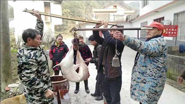 农场小伙实测大公羊几杀,80斤重只杀出38斤羊肉,卖完却亏了100块钱