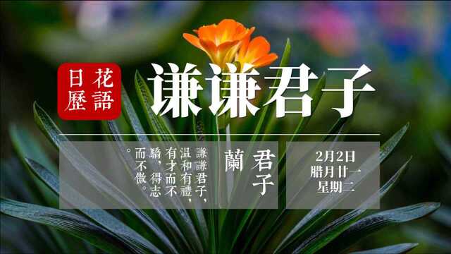 陪你一生花开 象征着富贵吉祥、繁荣昌盛的君子兰