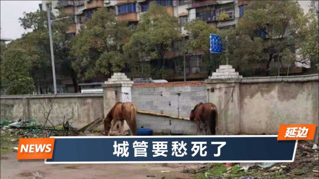 湖南城管请来5尊“大神”,月供2500元直呼养不起:完了砸手里了