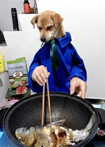 狗子都能做饭了?狗狗双手炒菜实属少见,主人也太会玩了!