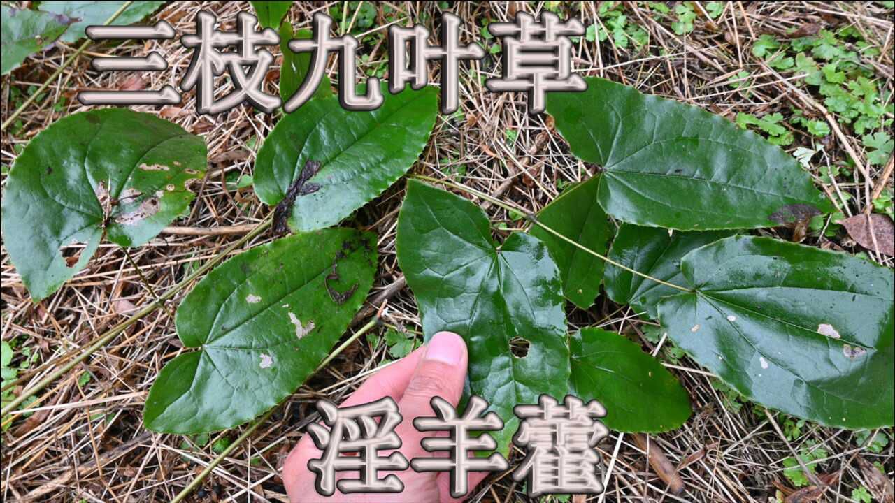 淫羊藿植物認識嗎別稱三枝九葉草它到底有什麼用