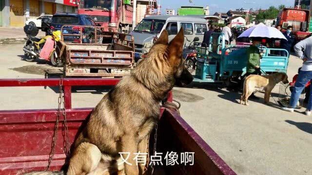 农村狗集卖家说是马犬,行家说是马牧,小狗比大狗卖价高