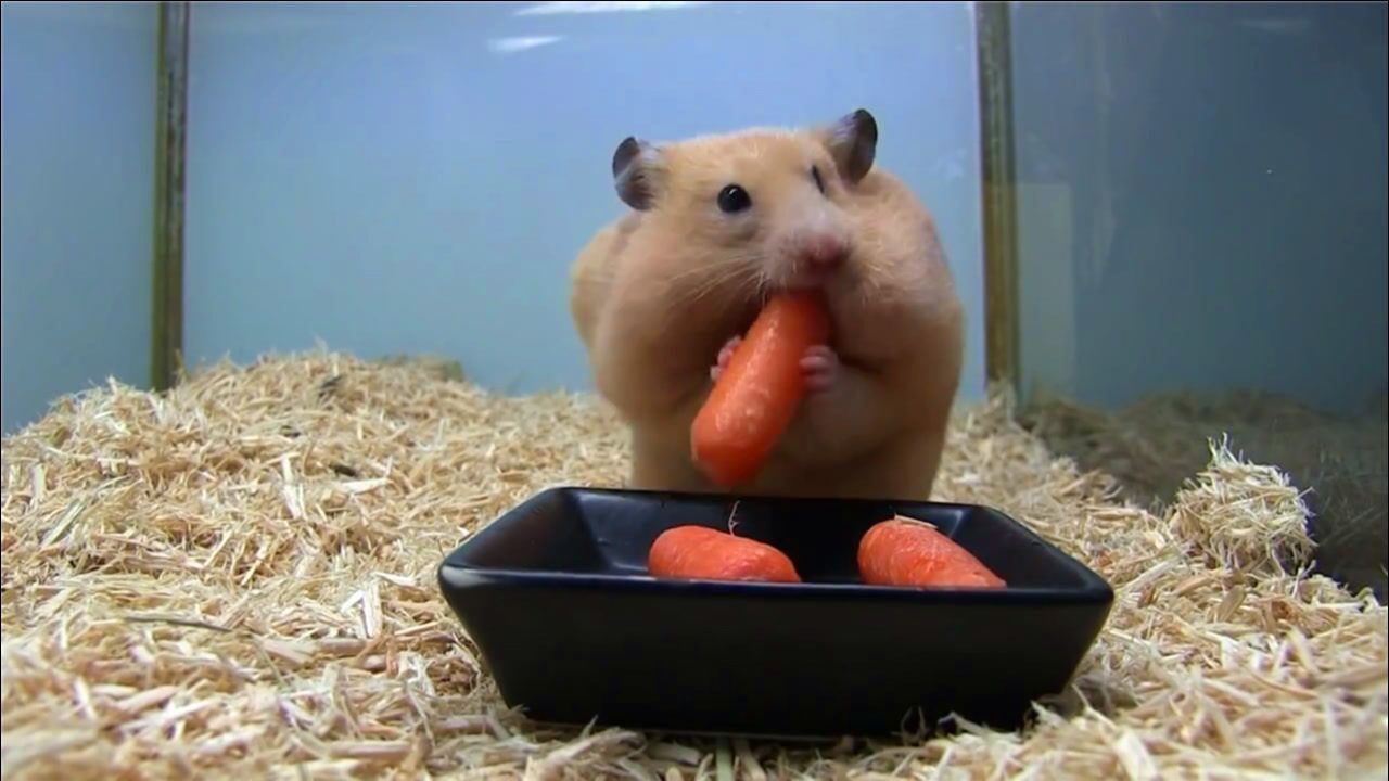 仓鼠吃胡萝卜,一口一个绝不含糊