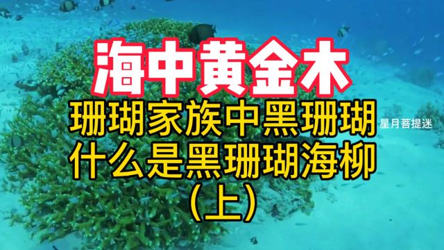 海中黄金木,珊瑚家族中的黑珊瑚,什么是海柳