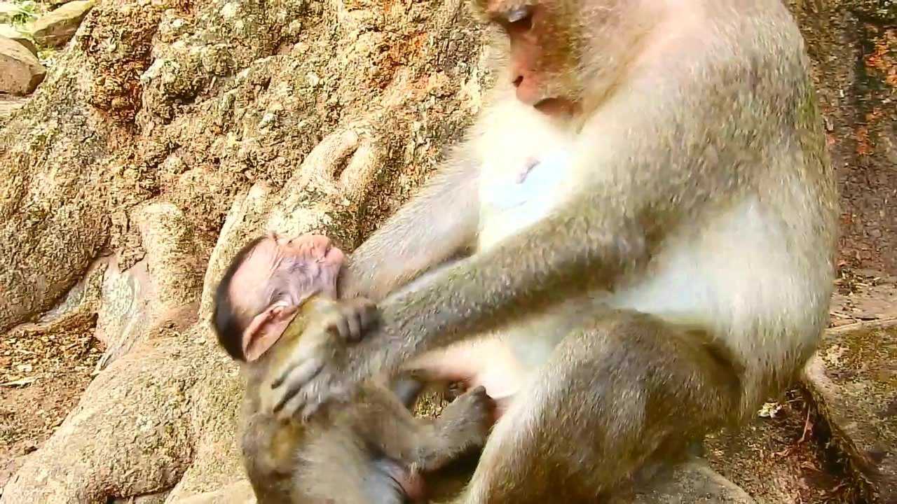 残暴的母猴竟然撕咬自己猴崽的脸,你这做法太过分了