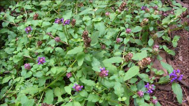 农村看似不起眼的野草,偏偏能降血压最有效,头痛眩晕也能用!