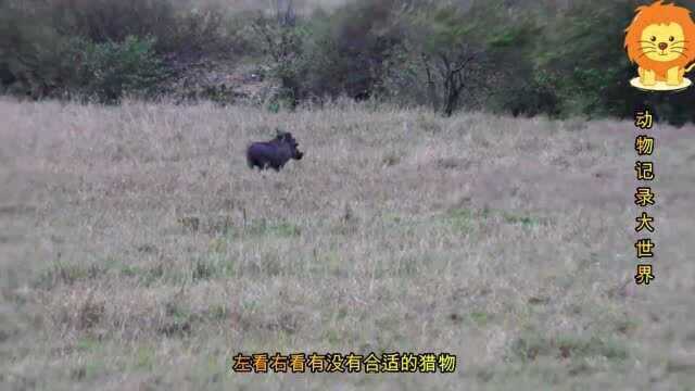 马赛马拉野生动物园斑马平原的时光,疣猪躲过了狮子的伏击,狮子又要挨饿了