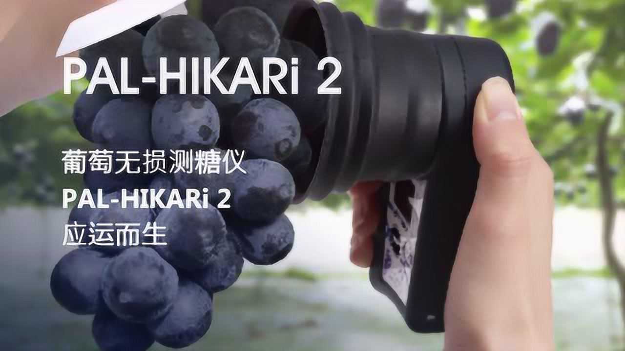 atago(爱拓)葡萄无损测糖仪#葡萄测糖仪#无损检测葡萄糖度#水果糖度