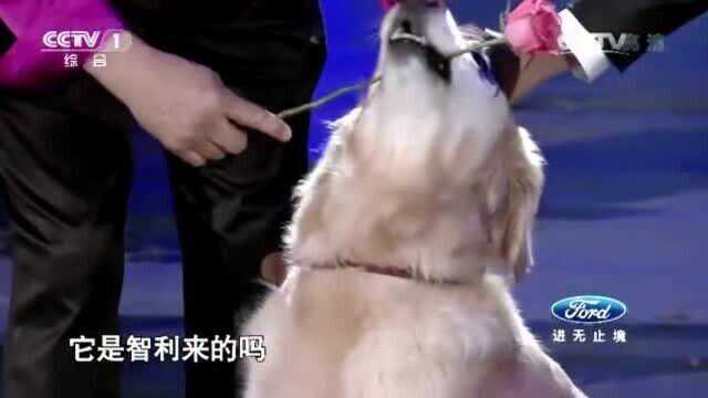 挑战不可能:萌萌的金毛犬口叼玫瑰登台,直立走向董卿献花