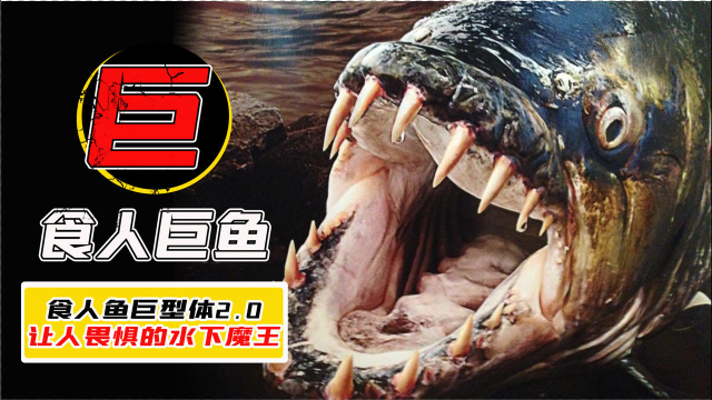 非洲巨型食人鱼的威力!让鳄鱼畏惧的绝对力量,甚至咬破水上船只