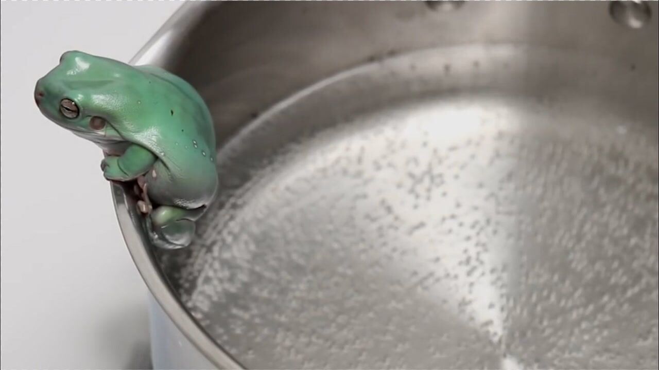 温水煮青蛙到底有怎样的结果科学家亲自实验网友还是人吗