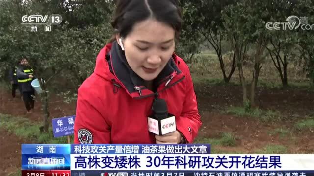 湖南科技攻关产量倍增 油茶果做出大文章