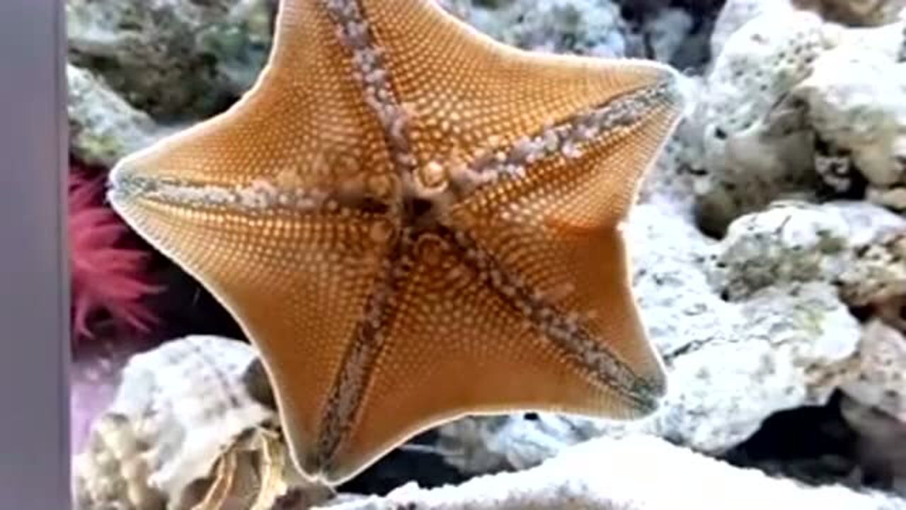 原来海星是这样进食的,我还是头一次见到,长见识了!