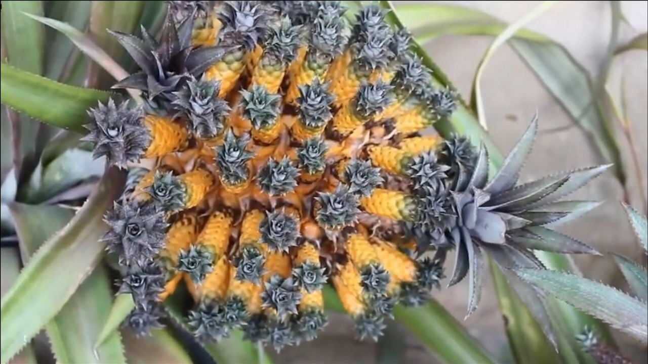 国外变异菠萝,土豪花10000块买下,不用剥壳直接吃,汁水十足!_腾讯视频