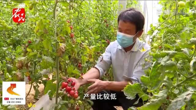 邢台广宗:十万斤圣女果没销路,裂果一天扔掉十几筐,老乡真发愁